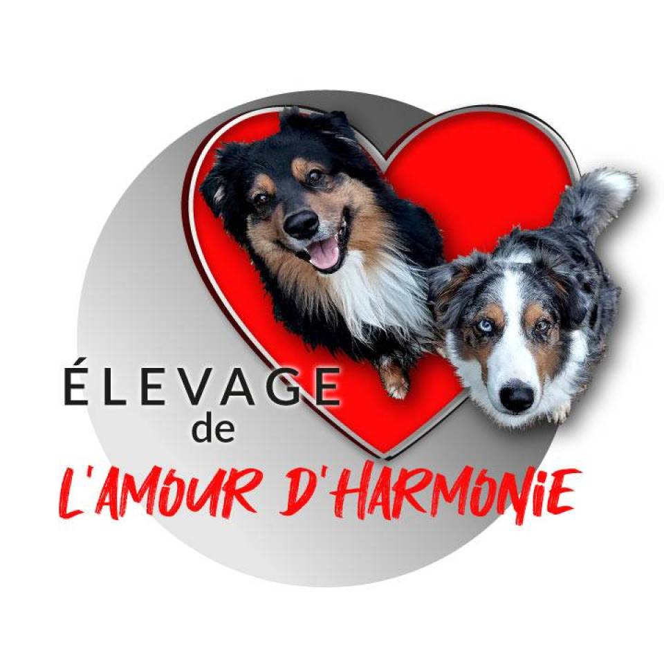 Elevage de l'Amour d'Harmonie