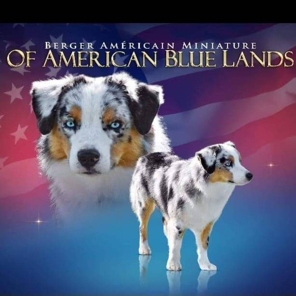 American Blue Lands 