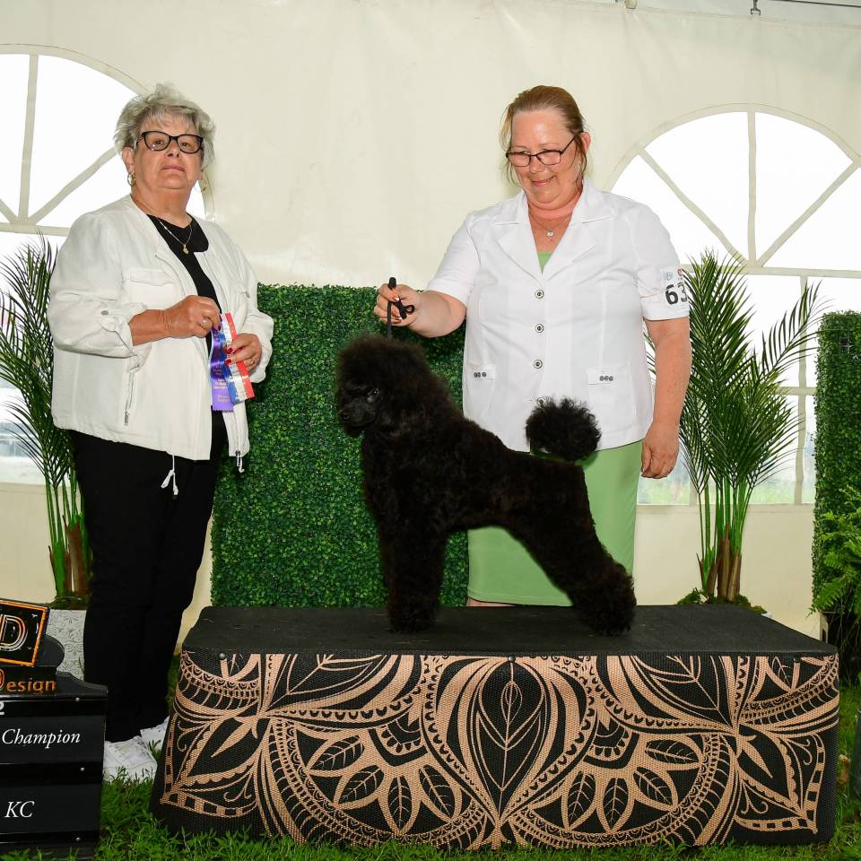 Attitude Poodles Reg