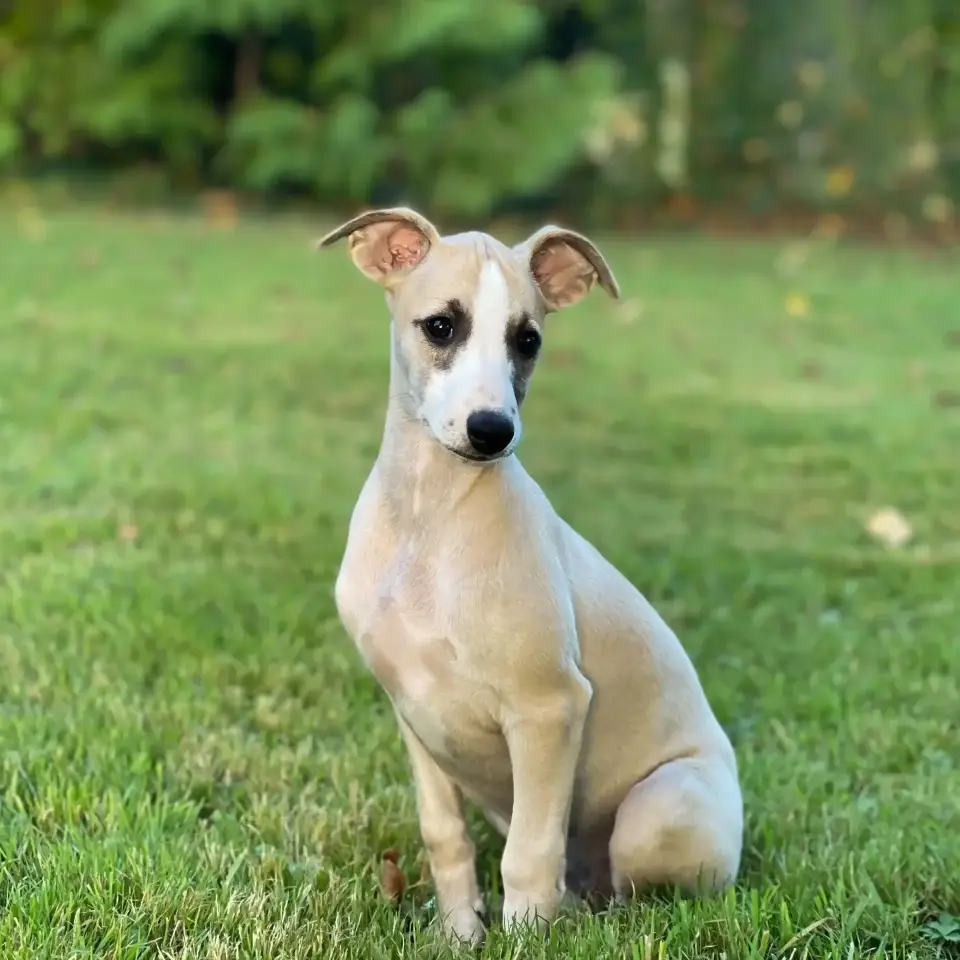 Whippet de Wanfercée