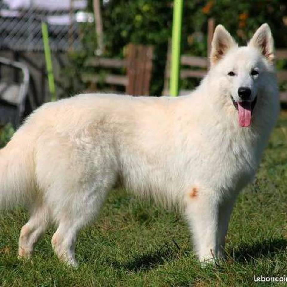 The Paradise of the White wolves 