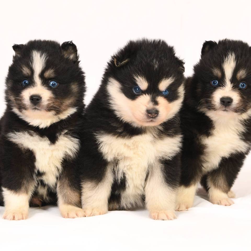 Elevage Passion Pomsky