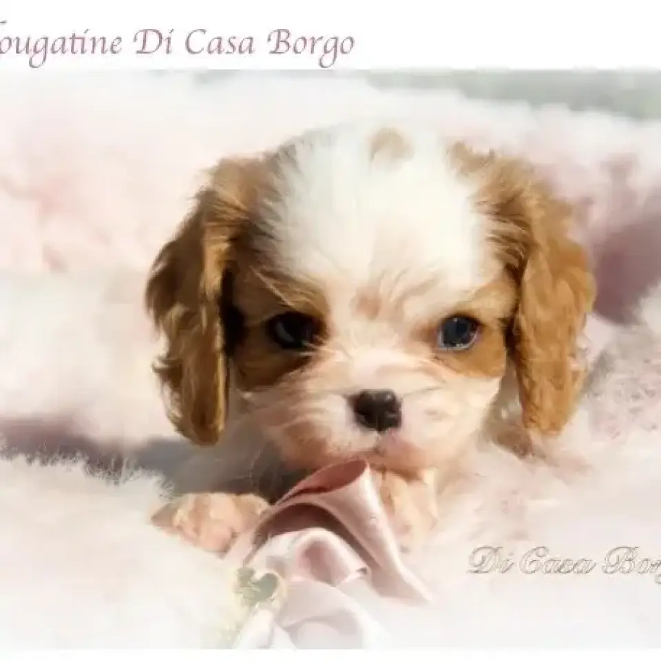 Di Casa Borgo