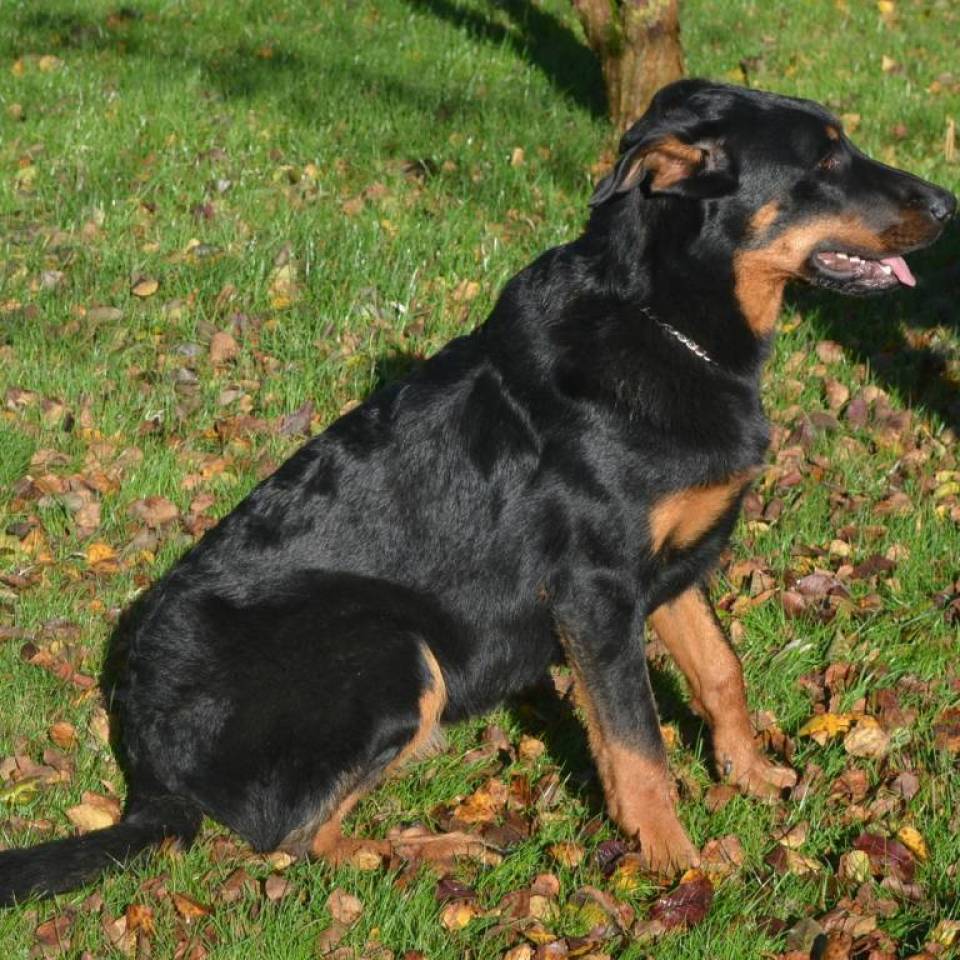 Du Chien Noir et Feu