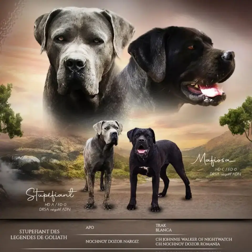 Des Légendes de Goliath