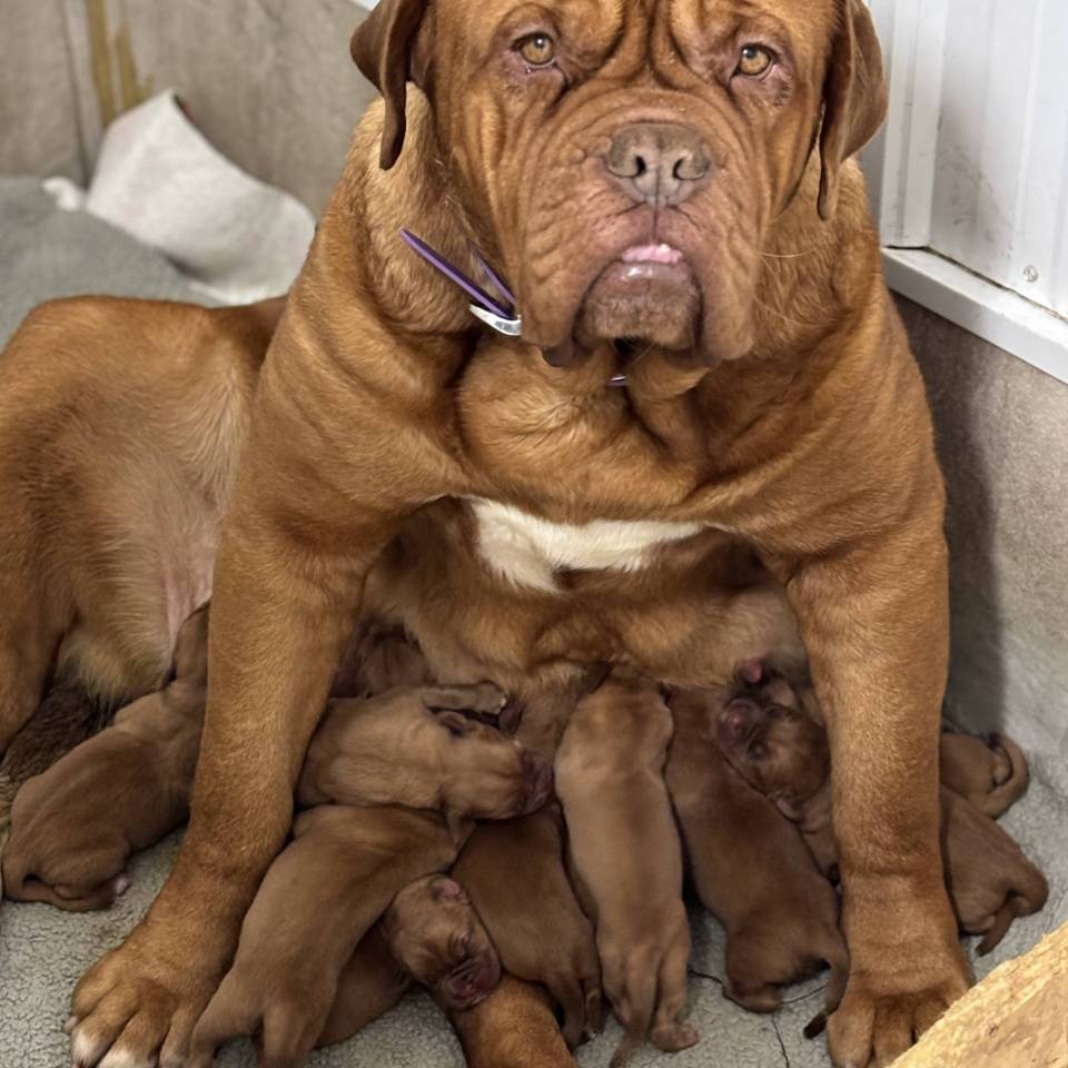 Dogue de Bordeaux Anber