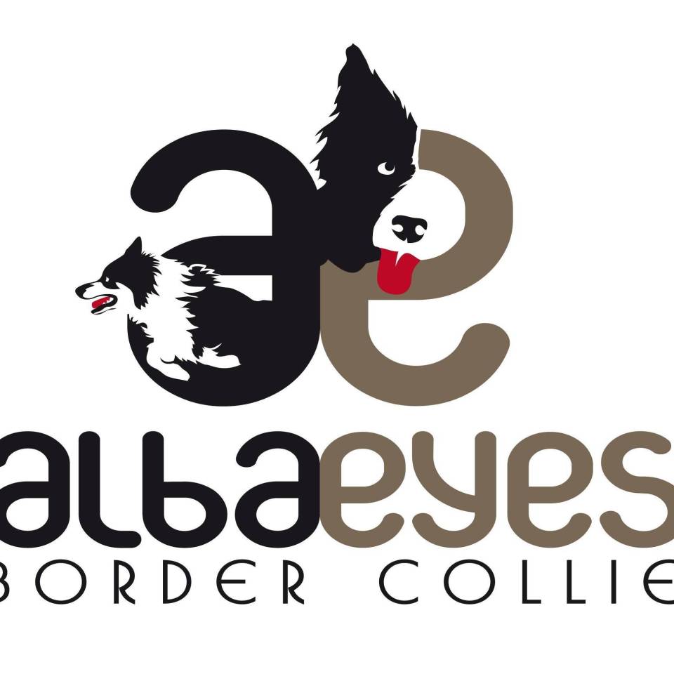 Alba'Eyes Border Collie