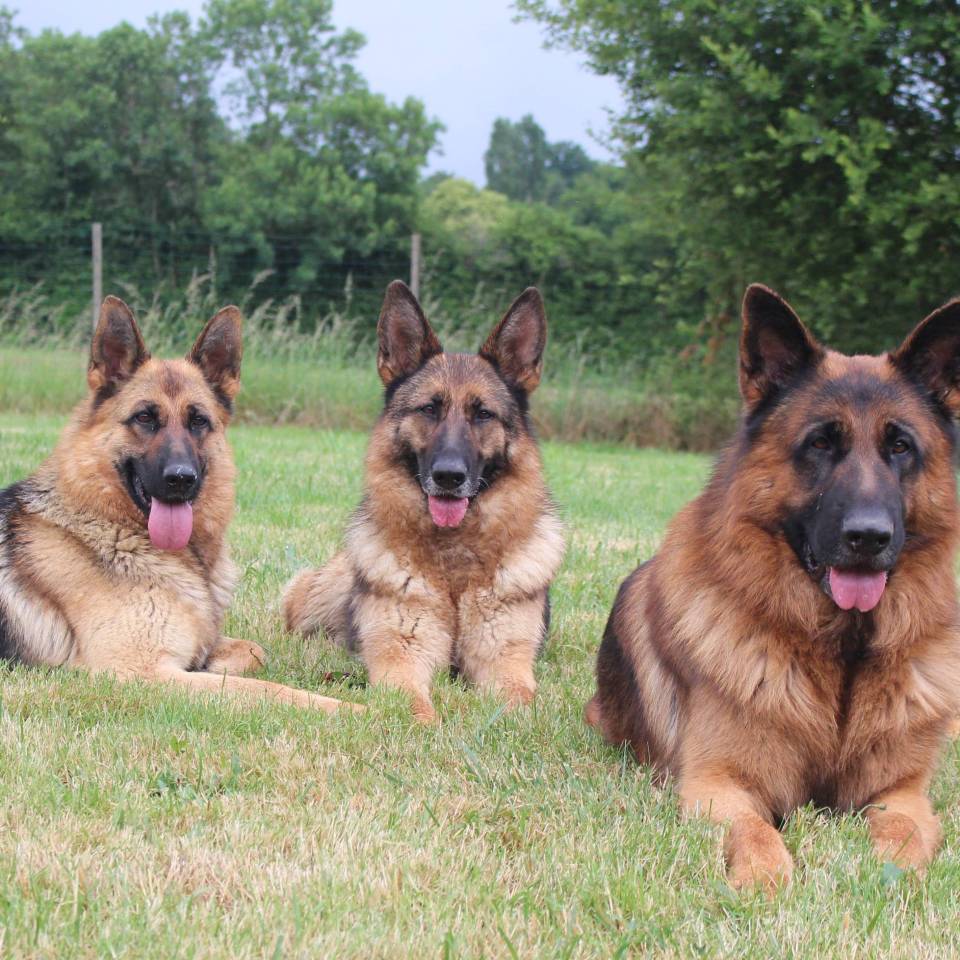 Valcreuse la Comp'amie des chiens