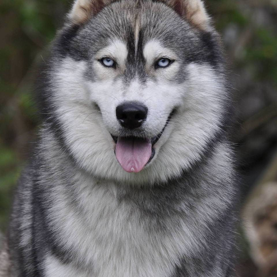Husky Eangel inside