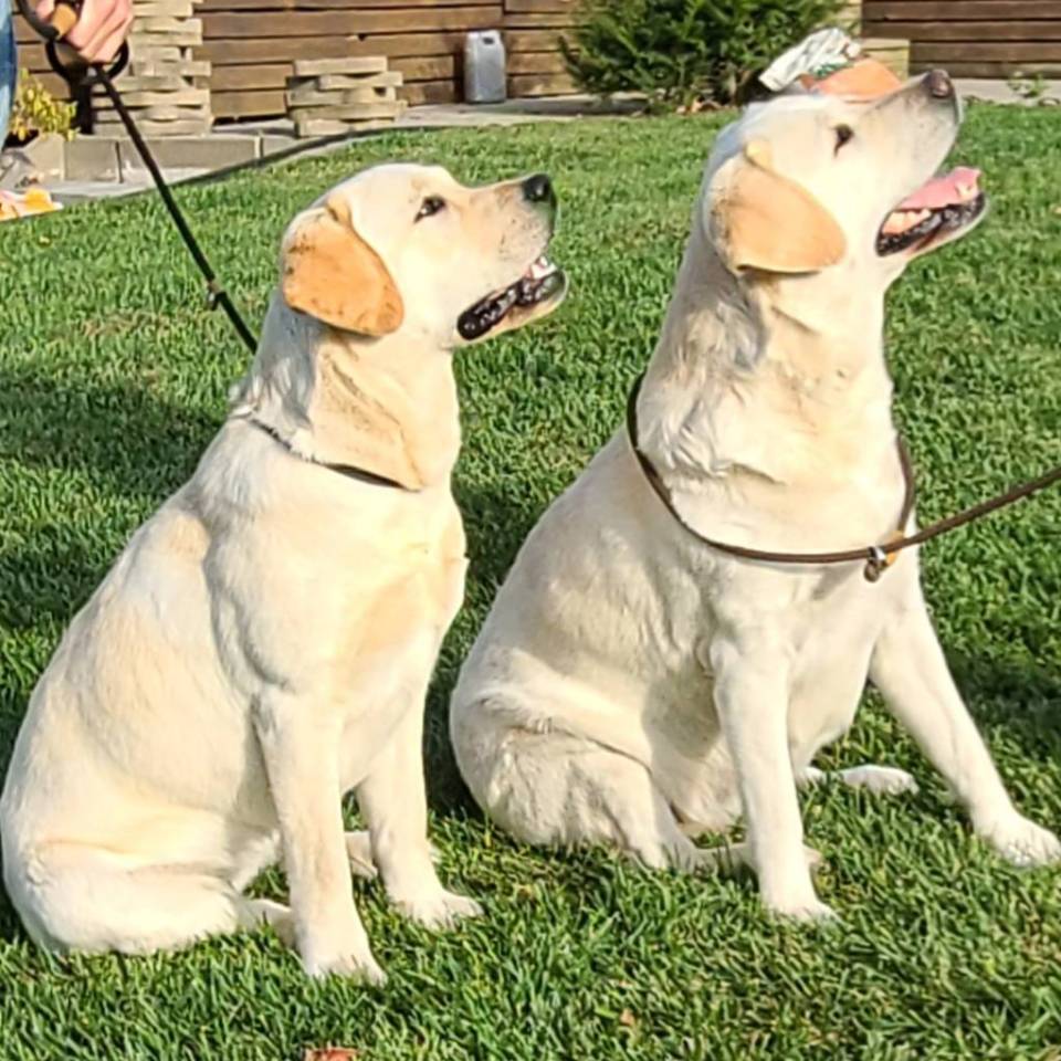 Lacoutardes Labradors 