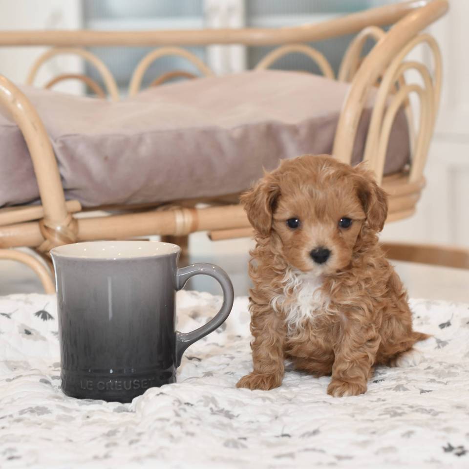 Pension Puppy Love