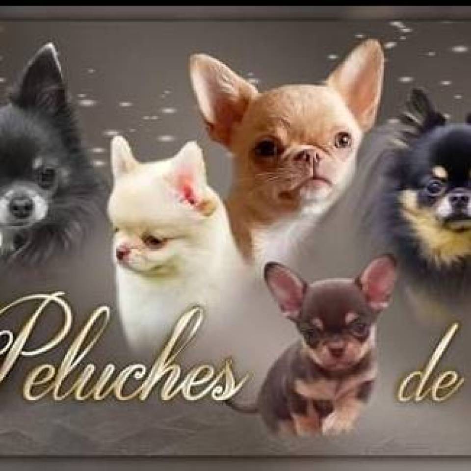Les Peluches de Chloey 