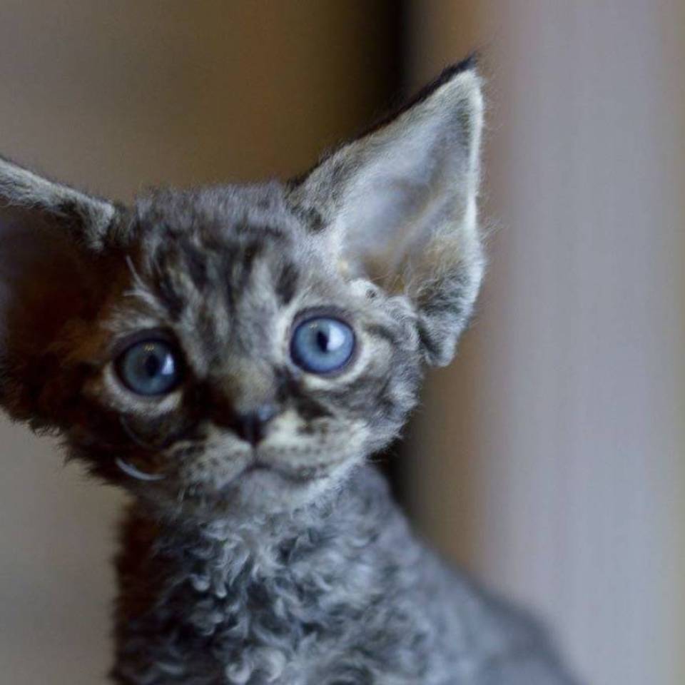 Dragonflycats