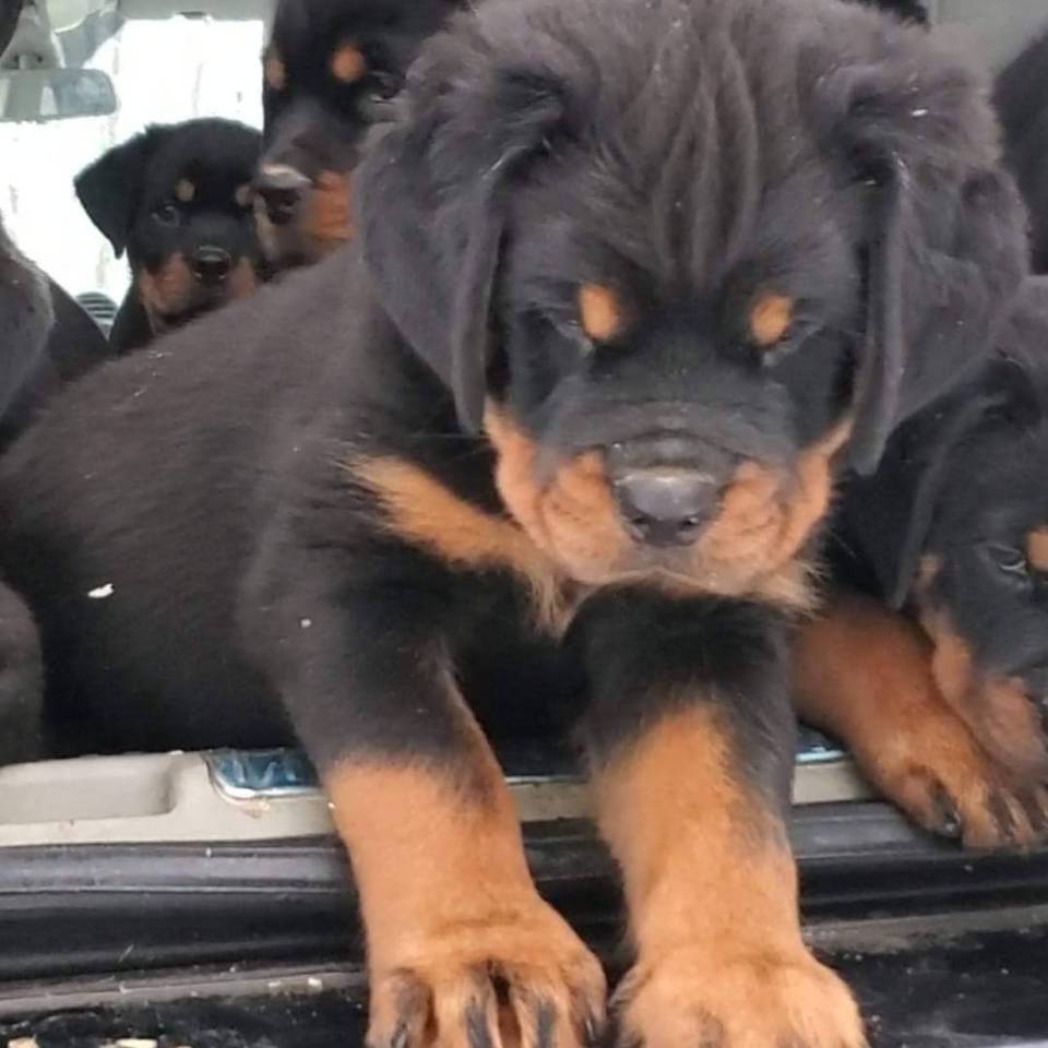 Elevage Rottweiler Lanaudière