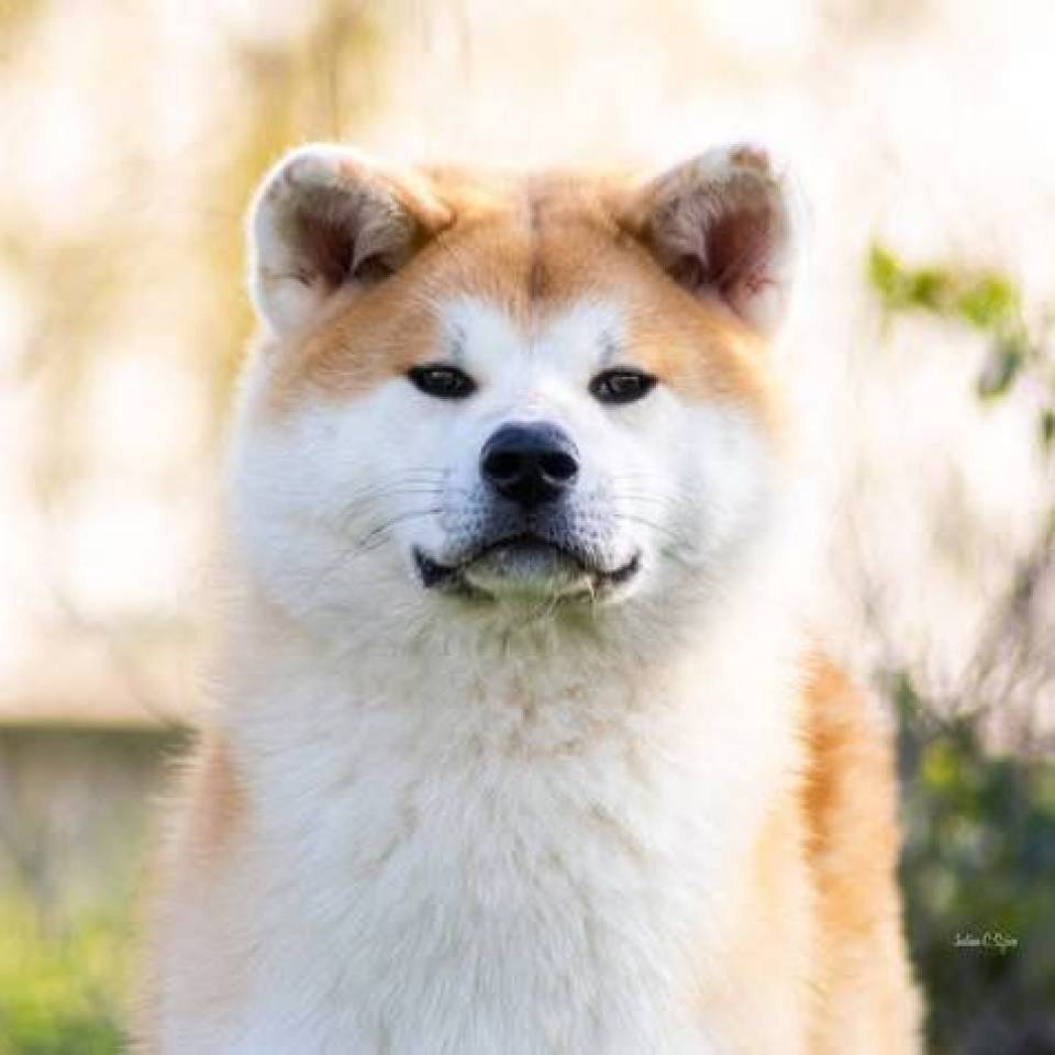 Elevage of Imperial Kitsune 