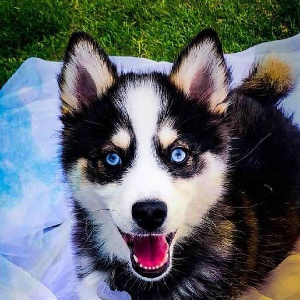 Elevage Lovely Pomsky France