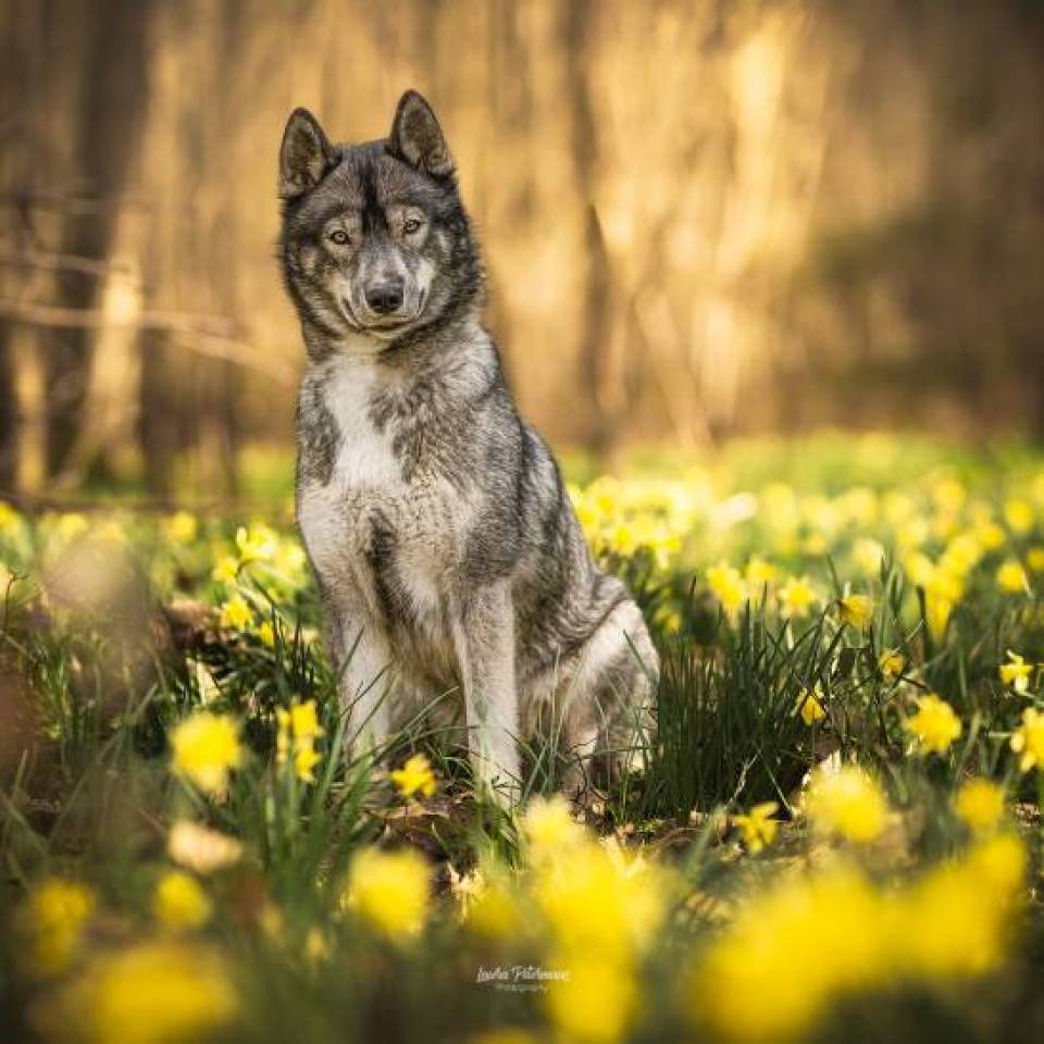 Les loups d’émeraude