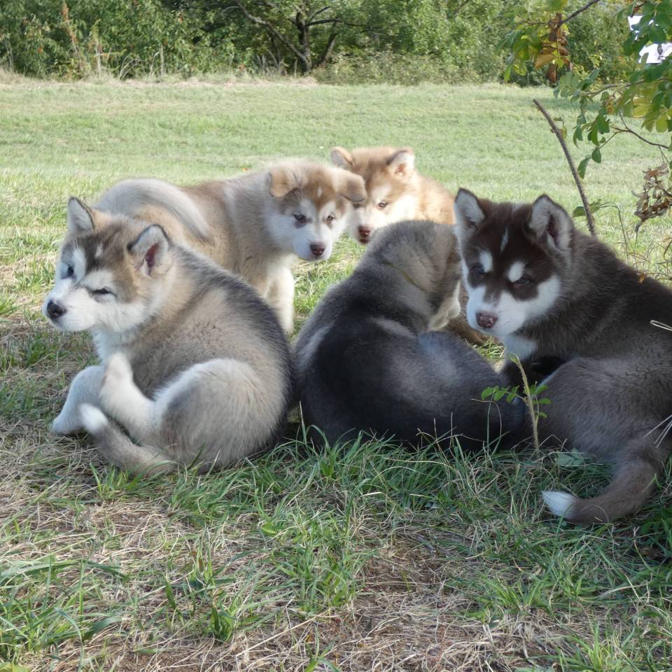 Malamute de Magellan