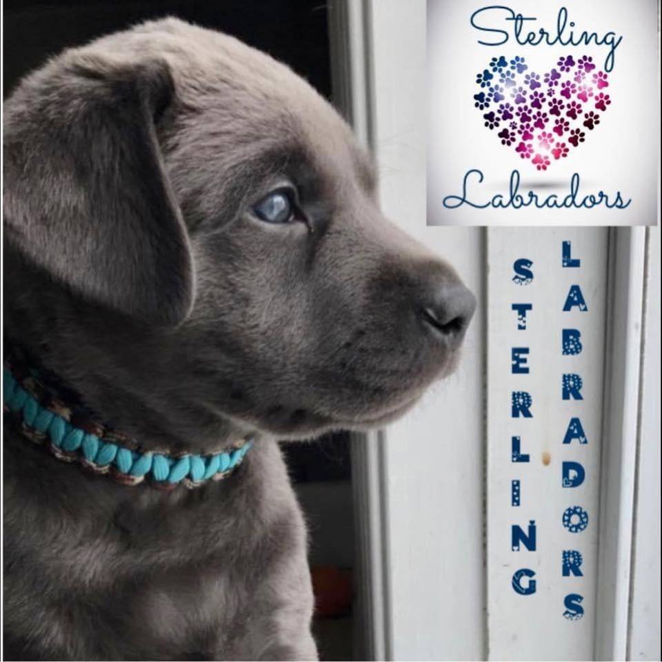 Sterling Labradors
