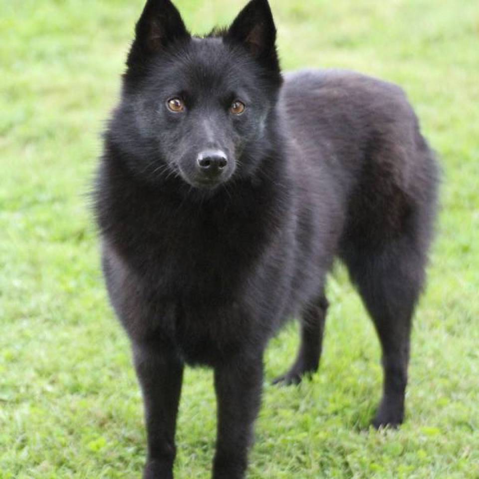Lady Noire Centre Canin