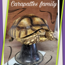 Carapattes family 