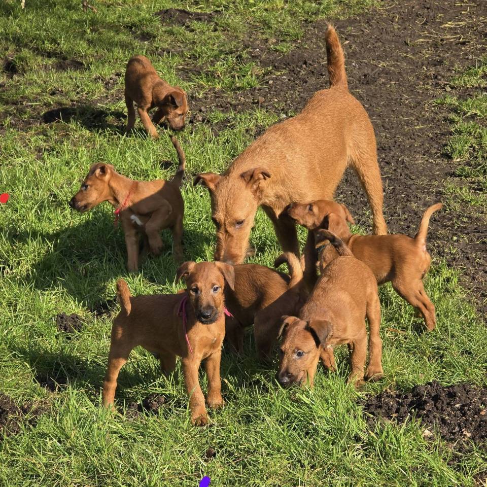 Irish Terriers O' Nut Glen