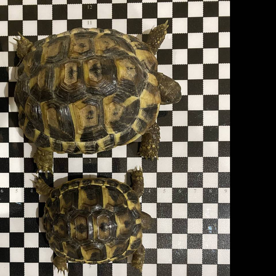 Tortue hermann varoise