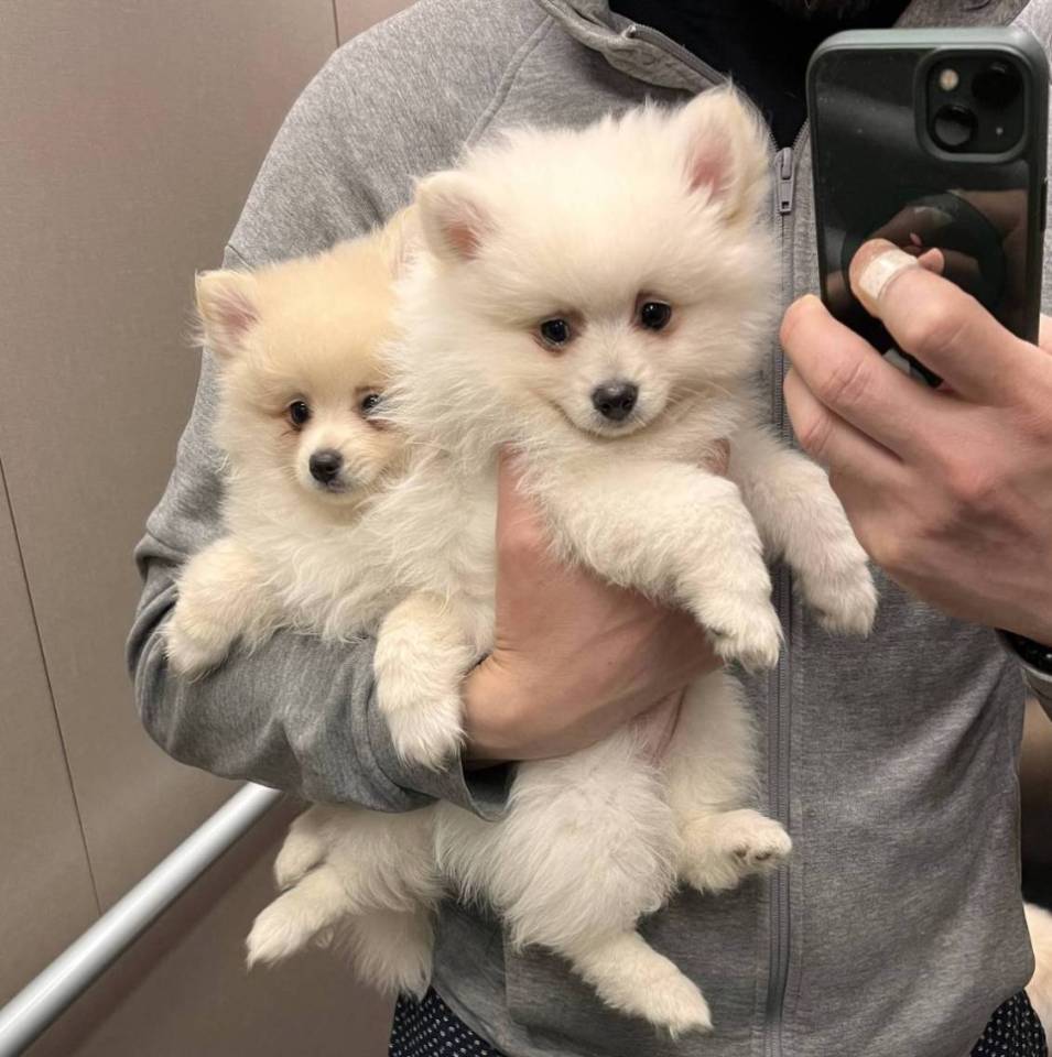 Luna Puppy’s