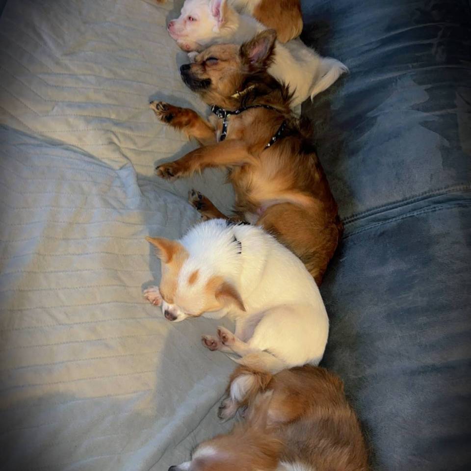 La Maison des Chihuahuas du 80
