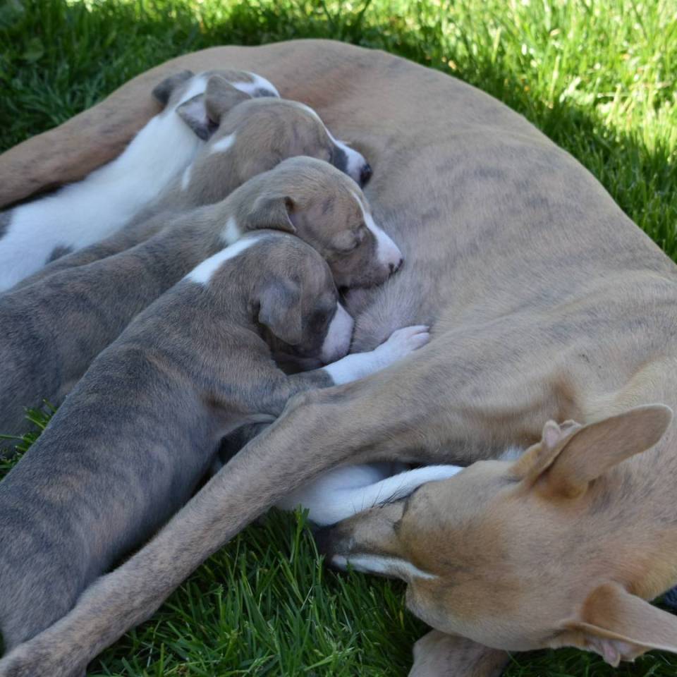 Élevage du Domaine d'Hémya 