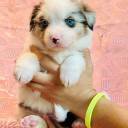 Le Royaume des Fluffy