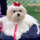 Passion Bichons Silkylove 