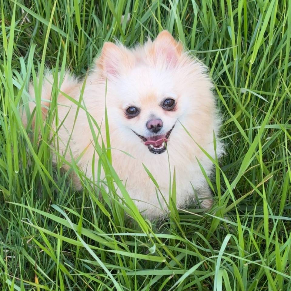Epic Spitz Pom