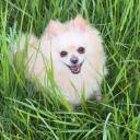 Epic Spitz Pom