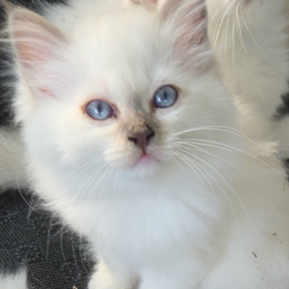 Chatterie du Parc de Laluv