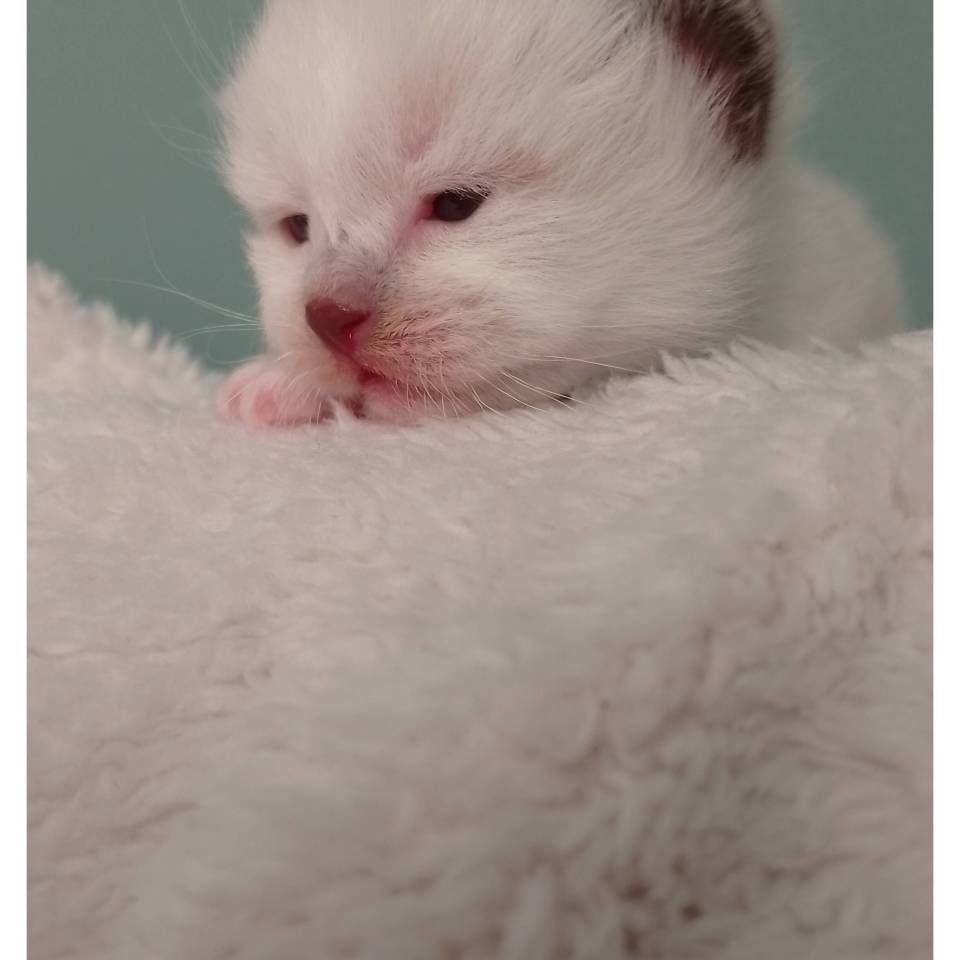 Chatterie de la villa d'Éliaa 
