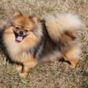 Elevage Spitz en Folie