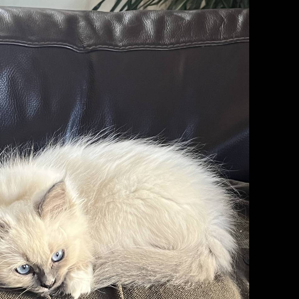 Chatterie du Bleu Majestueux