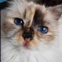 Chatterie du Blues Daphnée