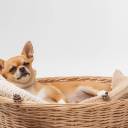Mon Chihuahua