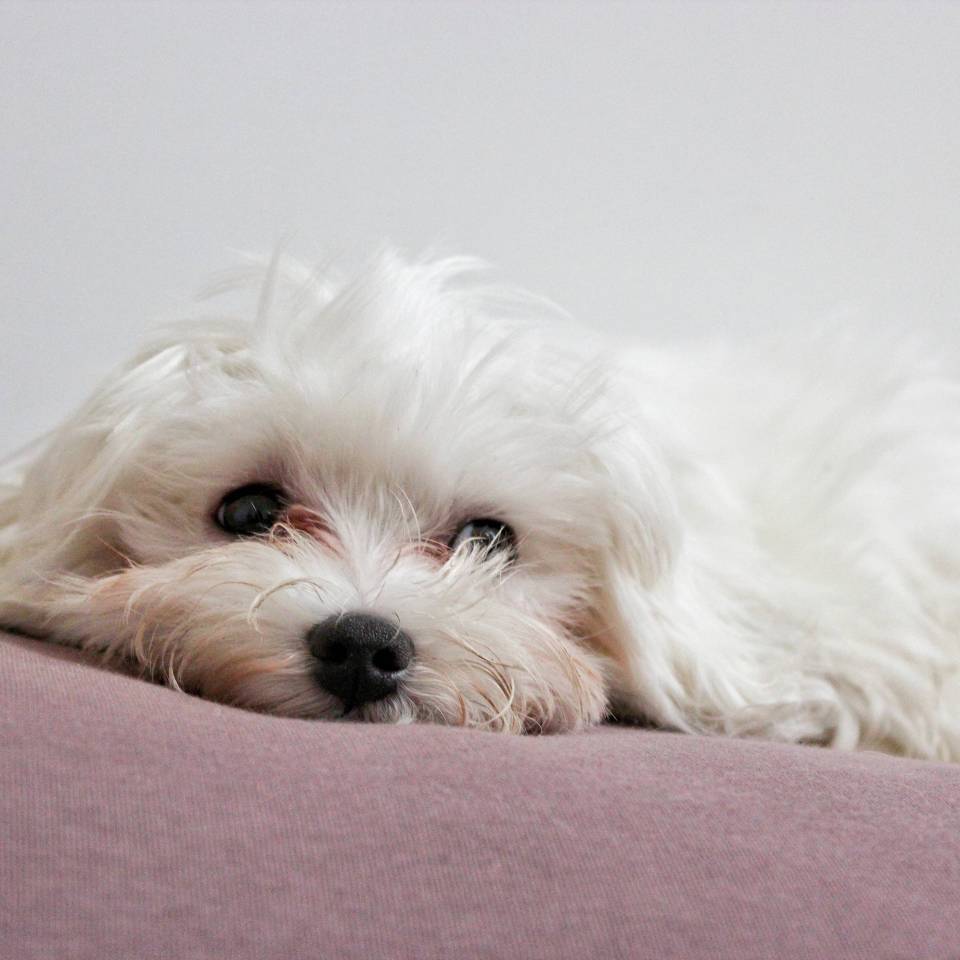 Mon Bichon & Moi