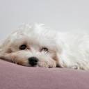 Mon Bichon & Moi