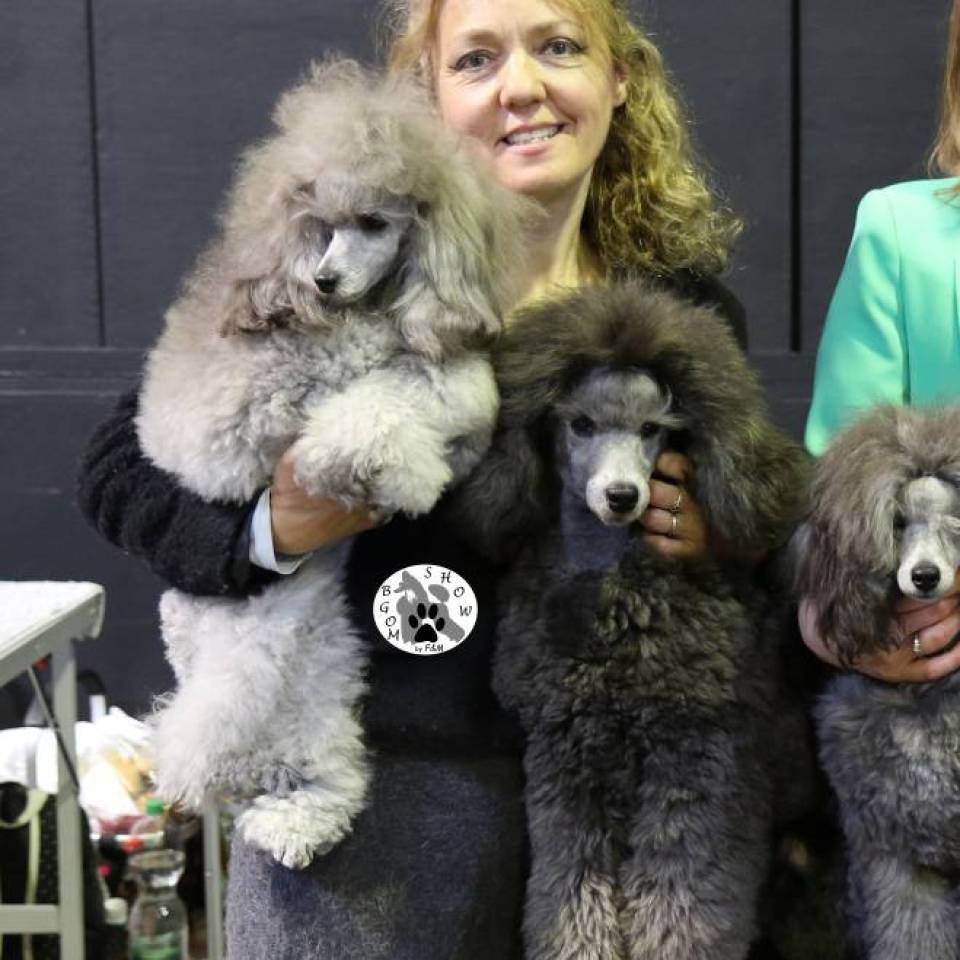 Caniches Gris Beautiful Grey of Marysa