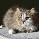 Chatterie de Nice  Chats Sibériens Traditionnels
