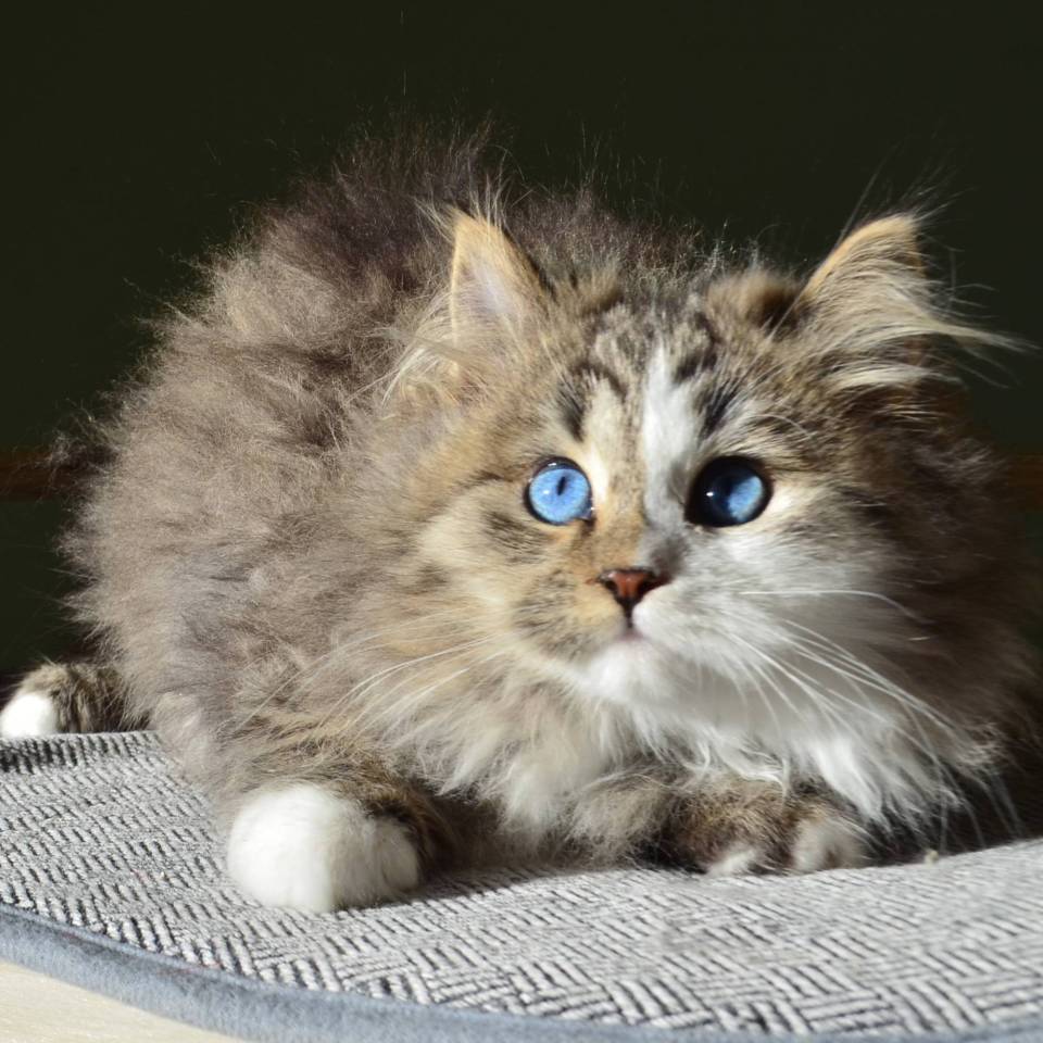 Chatterie de Nice  Chats Sibériens Traditionnels
