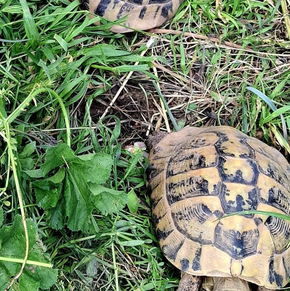 Elevage Testudo Verdon