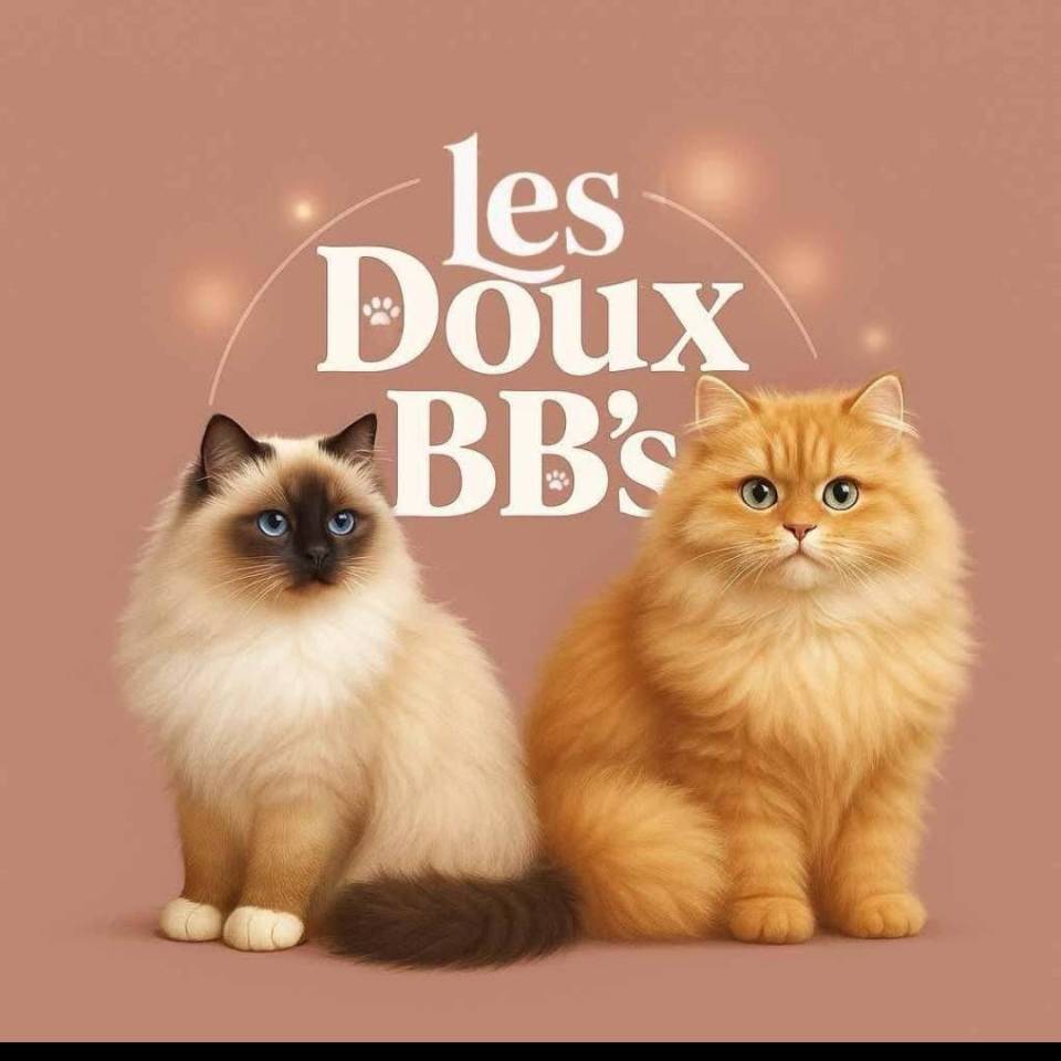 Chatterie des Doux Bébés