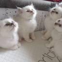 Chatterie de la Sacrée Glisse