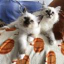 Chatterie du Pamplemousse