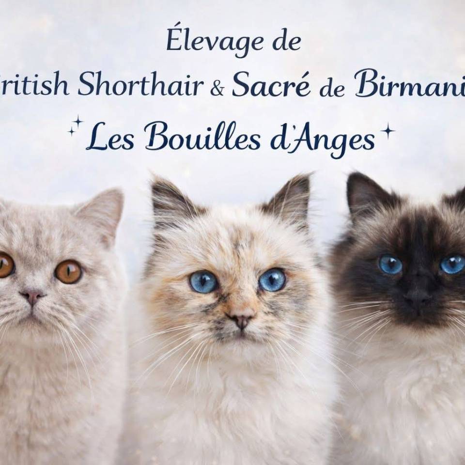 Chatterie les Bouilles d'Anges